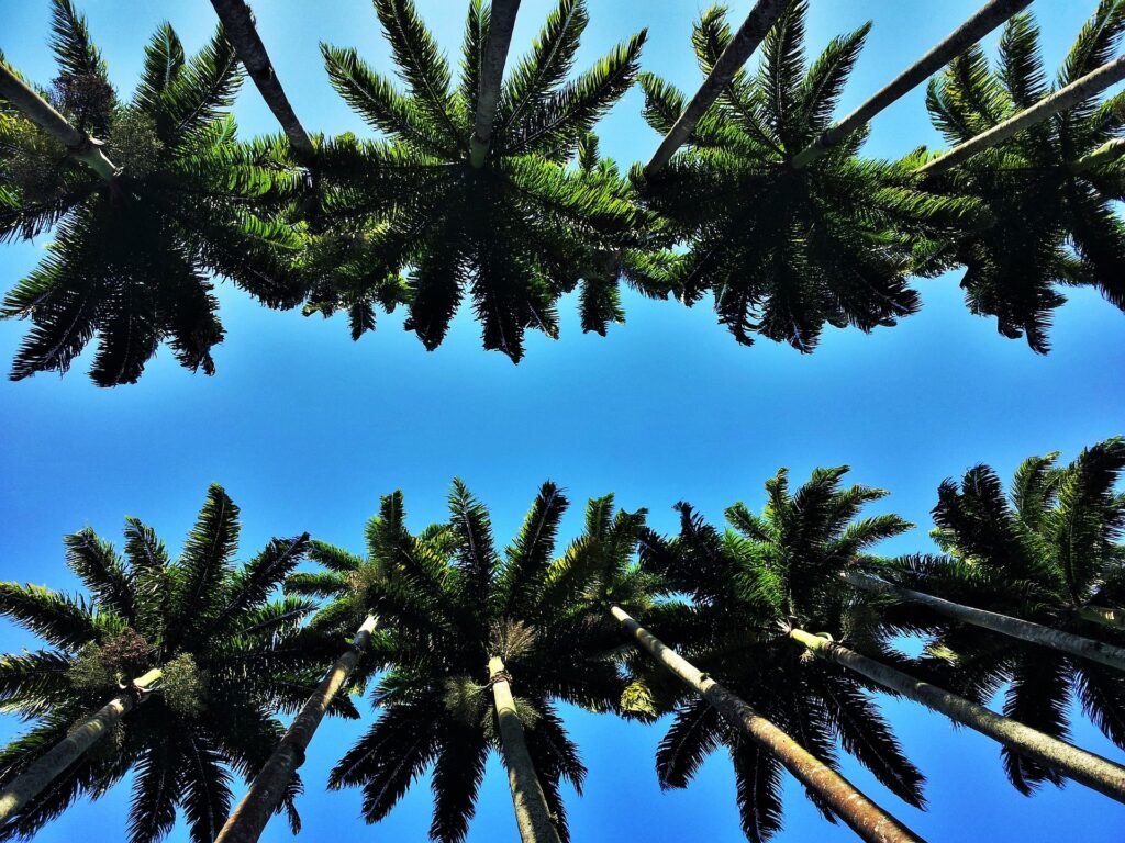 botanical garden