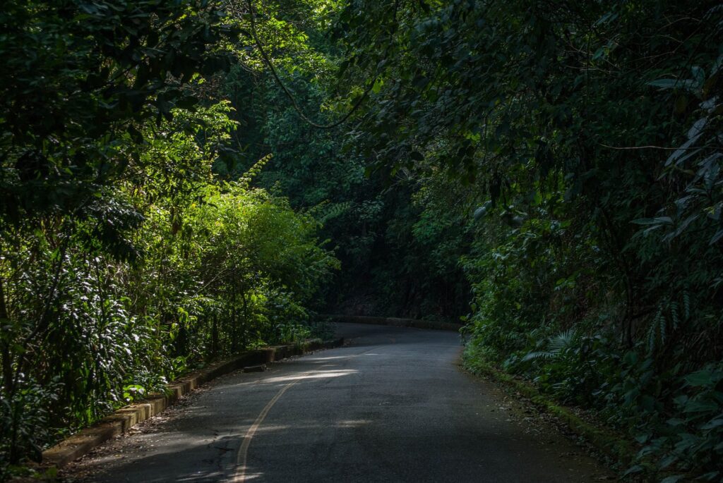 tijuca forest national parks rio de janeiro