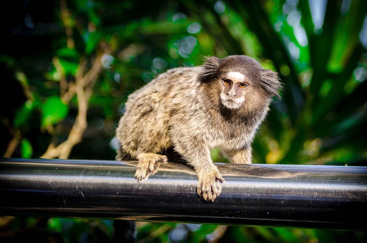 monkey wildlife rio de janeiro