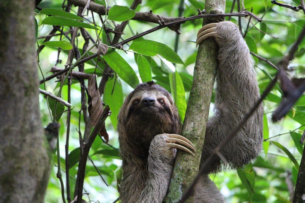 wildlife in rio de janeiro