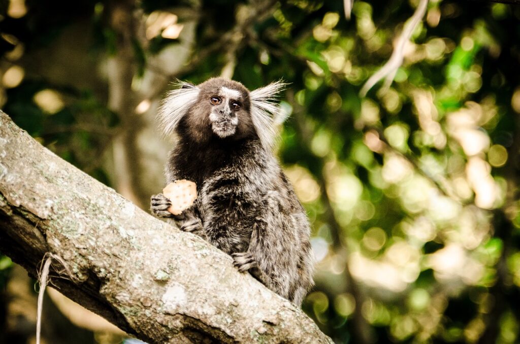 wildlife tijuca forest travel guide