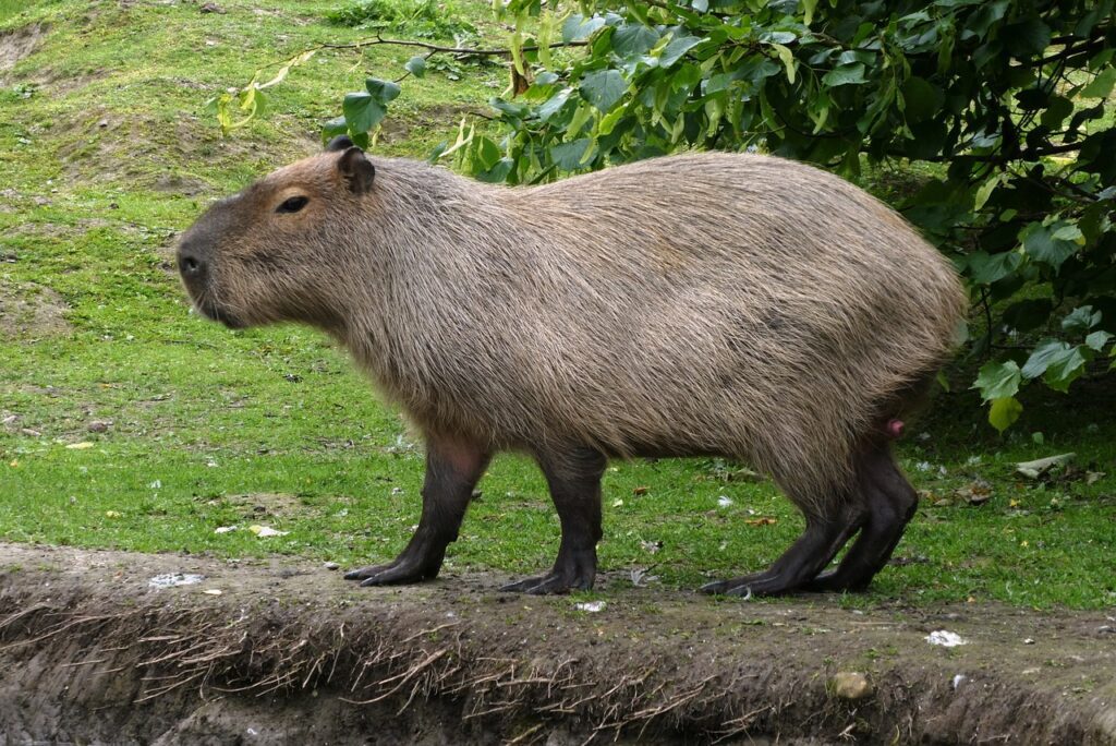 capivara rio wildlife