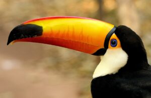 Wildlife in Rio de Janeiro [6] toucan wildlife rio