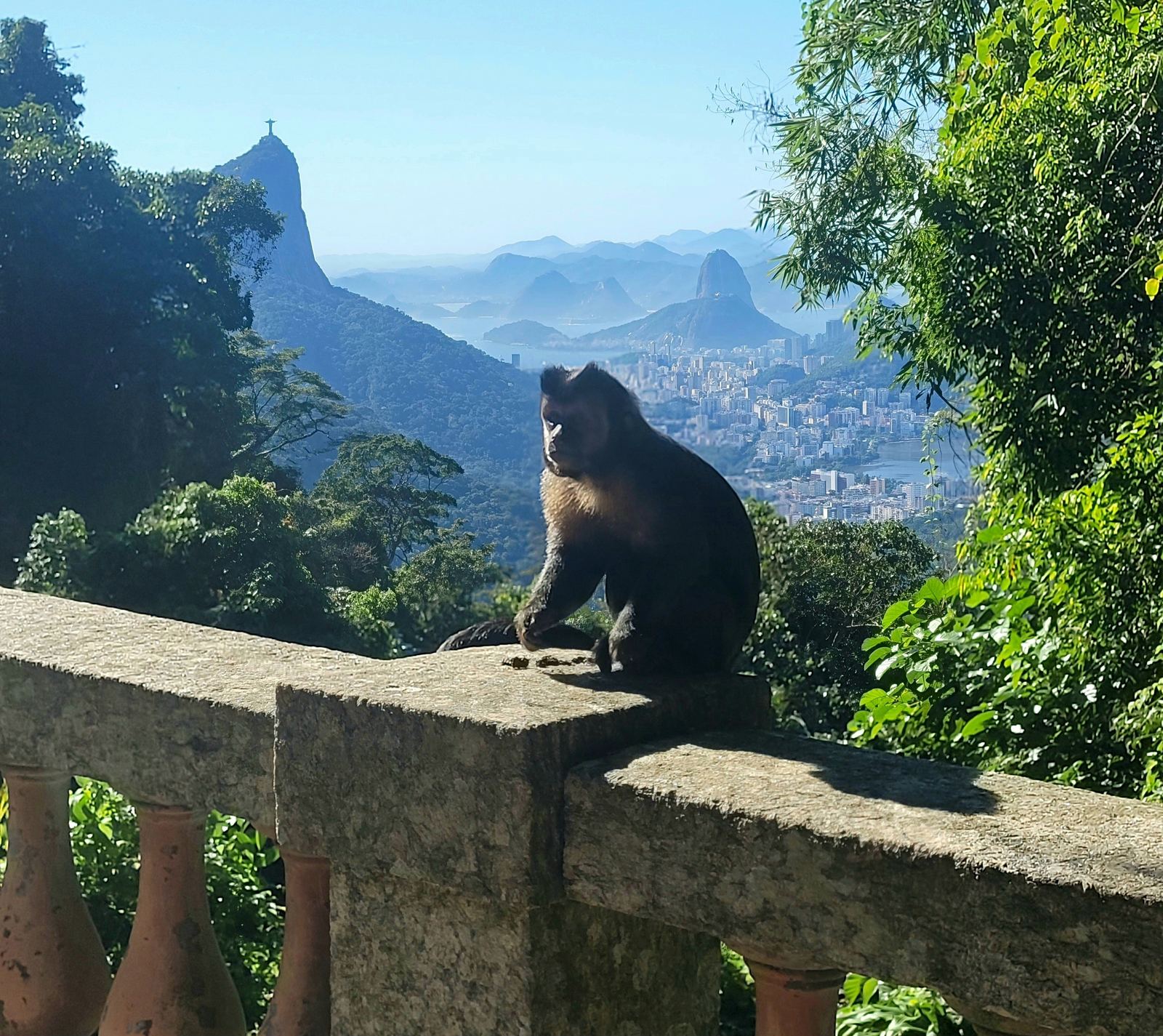 Private Tours of Rio de Janeiro [16] tijuca rainforest wildlife nature tour