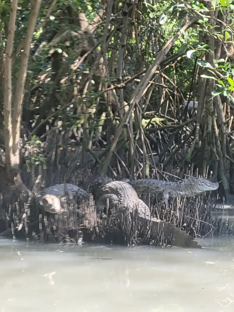 Caimans resting among the mangroves of the Pantanal Carioca on our Wildlife Tour of Rio de Janeiro